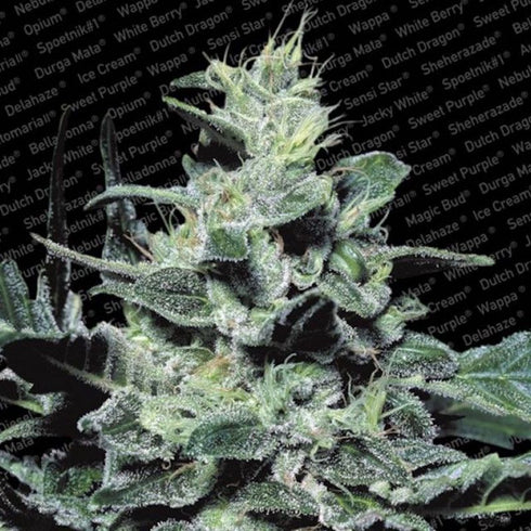 Paradise Seeds - Nebula